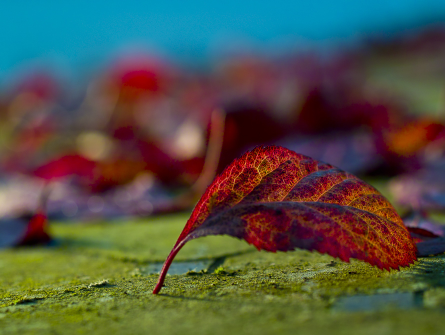 pic by Simon Butcher of Cherry plum leaf