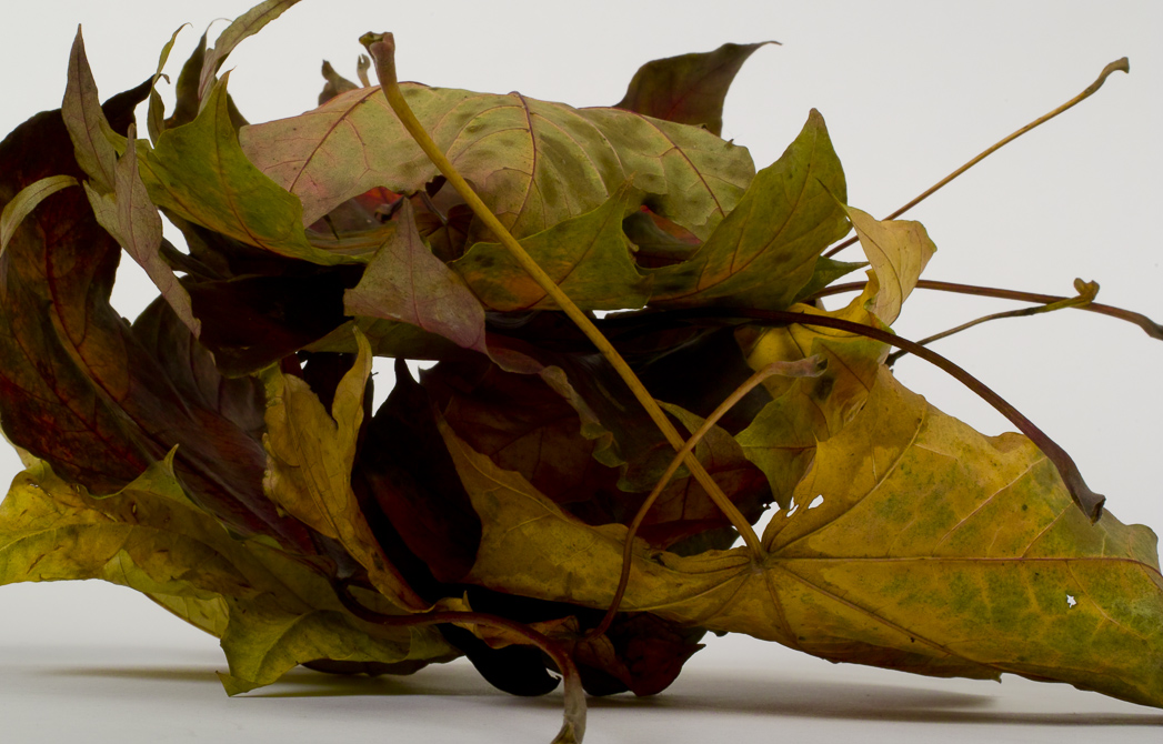 pic by Simon Butcher of Autumn leaves