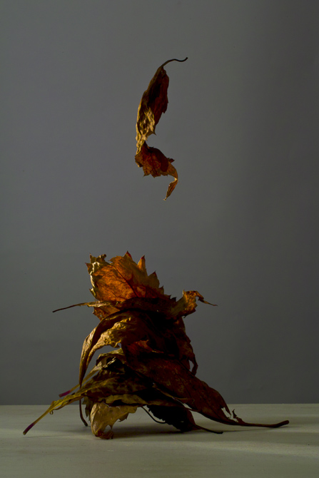 pic by Simon Butcher of Fall / Autumn